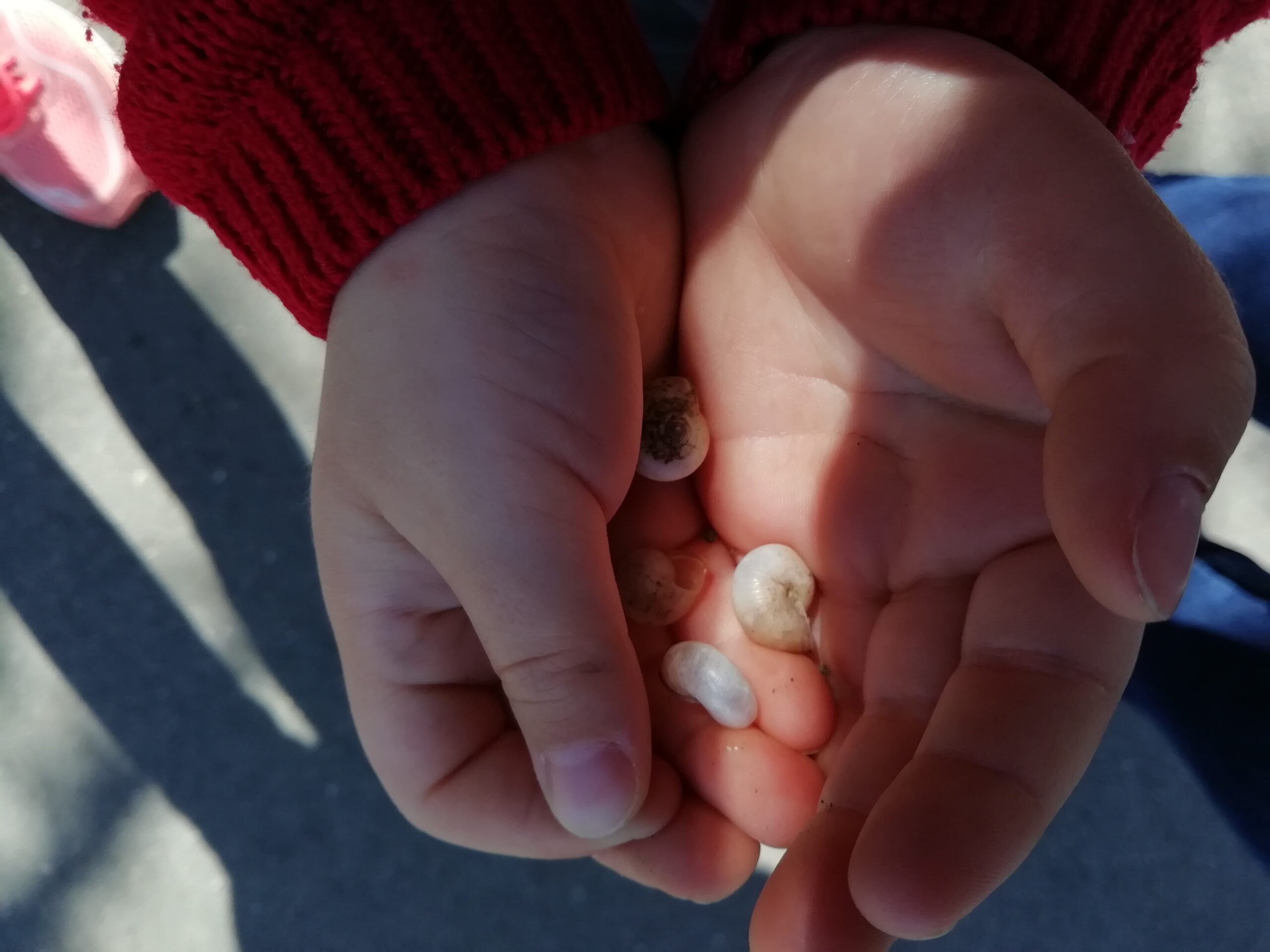 Kinderhände in einem roten Strickpullover halten mehrere kleine, weiße Schneckenhäuser