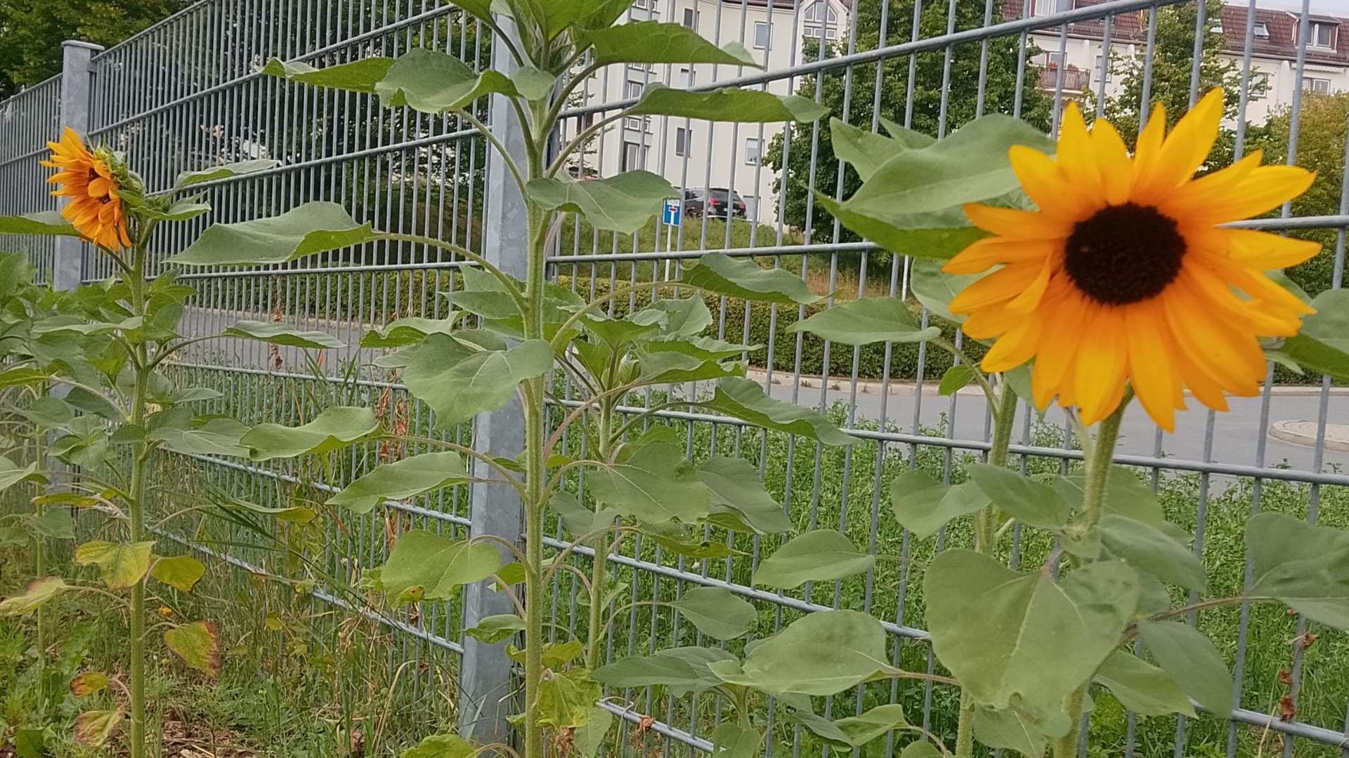 Sonnenblumen blühen hinter einem Maschendrahtzaun vor einem Wohnhaus und einer Straße